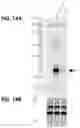 Fig. 10 - RECOMBINANT MILK PROTEINS AND FOOD COMPOSITIONS COMPRISING THE SAME