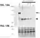 Fig. 11 - RECOMBINANT MILK PROTEINS AND FOOD COMPOSITIONS COMPRISING THE SAME
