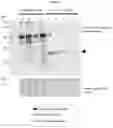 Fig. 18 - RECOMBINANT MILK PROTEINS AND FOOD COMPOSITIONS COMPRISING THE SAME