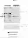 Fig. 19 - RECOMBINANT MILK PROTEINS AND FOOD COMPOSITIONS COMPRISING THE SAME