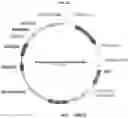 Fig. 20 - RECOMBINANT MILK PROTEINS AND FOOD COMPOSITIONS COMPRISING THE SAME