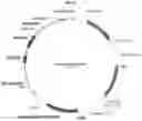 Fig. 24 - RECOMBINANT MILK PROTEINS AND FOOD COMPOSITIONS COMPRISING THE SAME