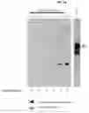 Fig. 31 - RECOMBINANT MILK PROTEINS AND FOOD COMPOSITIONS COMPRISING THE SAME