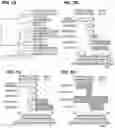Fig. 13 - CHIMERIC ANTIGEN RECEPTOR T CELL THERAPY