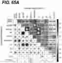 Fig. 139 - CHIMERIC ANTIGEN RECEPTOR T CELL THERAPY