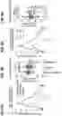 Fig. 14 - CHIMERIC ANTIGEN RECEPTOR T CELL THERAPY