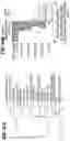 Fig. 178 - CHIMERIC ANTIGEN RECEPTOR T CELL THERAPY