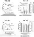Fig. 22 - CHIMERIC ANTIGEN RECEPTOR T CELL THERAPY