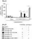 Fig. 08 - T CELL RECEPTORS AND METHODS OF USE THEREOF