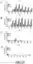 Fig. 25 - Compositions and Methods for Treating Cancer with DuoCARs