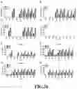 Fig. 28 - Compositions and Methods for Treating Cancer with DuoCARs