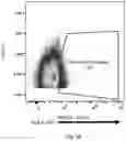 Fig. 06 - Gene-edited natural killer cells