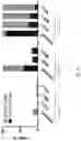 Fig. 34 - Gene-edited natural killer cells