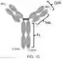 Fig. 03 - TGF-B-RECEPTOR ECTODOMAIN FUSION MOLECULES AND USES THEREOF
