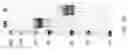 Fig. 10 - TGF-B-RECEPTOR ECTODOMAIN FUSION MOLECULES AND USES THEREOF