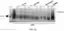 Fig. 19 - TGF-B-RECEPTOR ECTODOMAIN FUSION MOLECULES AND USES THEREOF