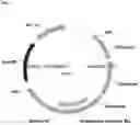 Fig. 02 - ENGINEERED ANTIBODIES