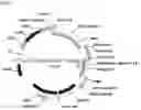 Fig. 03 - ENGINEERED ANTIBODIES