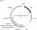 Fig. 04 - ENGINEERED ANTIBODIES