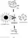Fig. 13 - ANTIBODY FOR ENRICHMENT OF CELLS