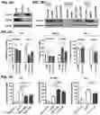 Fig. 10 - COMPOSITIONS AND METHODS FOR TREATMENT OF DISEASES INVOLVING CXCL1 FUNCTION