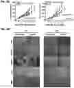 Fig. 15 - COMPOSITIONS AND METHODS FOR TREATMENT OF DISEASES INVOLVING CXCL1 FUNCTION