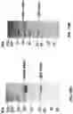 Fig. 28 - COMPOSITIONS AND METHODS FOR TREATMENT OF DISEASES INVOLVING CXCL1 FUNCTION