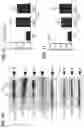 Fig. 04 - METHODS FOR MODULATING INFLAMMASOME ACTIVITY AND INFLAMMATION IN THE LUNG