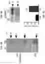 Fig. 11 - METHODS FOR MODULATING INFLAMMASOME ACTIVITY AND INFLAMMATION IN THE LUNG