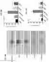 Fig. 17 - METHODS FOR MODULATING INFLAMMASOME ACTIVITY AND INFLAMMATION IN THE LUNG