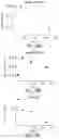 Fig. 25 - IL-6 ANTIBODIES