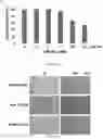 Fig. 05 - Methods of treating an inflammatory disorder by administering an antibody which binds to a connexin CX43 hemichannel