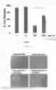 Fig. 07 - Methods of treating an inflammatory disorder by administering an antibody which binds to a connexin CX43 hemichannel