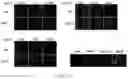 Fig. 12 - Methods of treating an inflammatory disorder by administering an antibody which binds to a connexin CX43 hemichannel