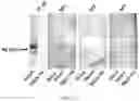 Fig. 13 - Methods of treating an inflammatory disorder by administering an antibody which binds to a connexin CX43 hemichannel