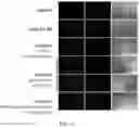 Fig. 15 - Methods of treating an inflammatory disorder by administering an antibody which binds to a connexin CX43 hemichannel