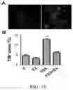 Fig. 18 - Methods of treating an inflammatory disorder by administering an antibody which binds to a connexin CX43 hemichannel