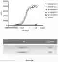 Fig. 04 - Anti-lag-3 antibody polypeptide