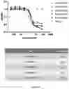 Fig. 12 - Anti-lag-3 antibody polypeptide