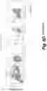 Fig. 39 - Tagged chimeric effector molecules and receptors thereof
