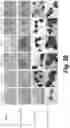 Fig. 89 - Tagged chimeric effector molecules and receptors thereof