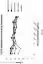 Fig. 13 - BISPECIFIC ANTIBODIES AND USES THEREOF