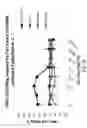 Fig. 20 - BISPECIFIC ANTIBODIES AND USES THEREOF