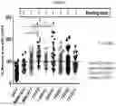 Fig. 09 - Immunological Reagents