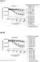Fig. 14 - MONOCLONAL ANTIBODIES AGAINST HER2