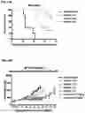 Fig. 24 - MONOCLONAL ANTIBODIES AGAINST HER2