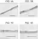 Fig. 02 - Anti-Jagged1 antigen binding proteins
