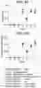 Fig. 09 - Anti-Jagged1 antigen binding proteins
