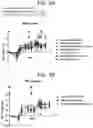 Fig. 10 - Anti-Jagged1 antigen binding proteins