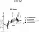 Fig. 11 - Anti-Jagged1 antigen binding proteins